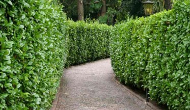 Réaliser une Haie de Lauriers